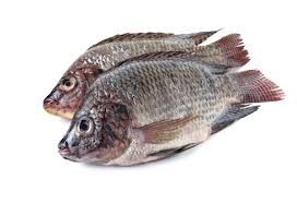 Tilapia whole_0