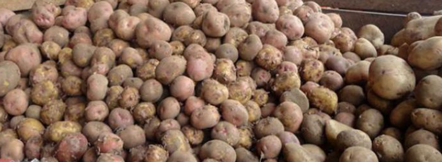 Potatoes_0