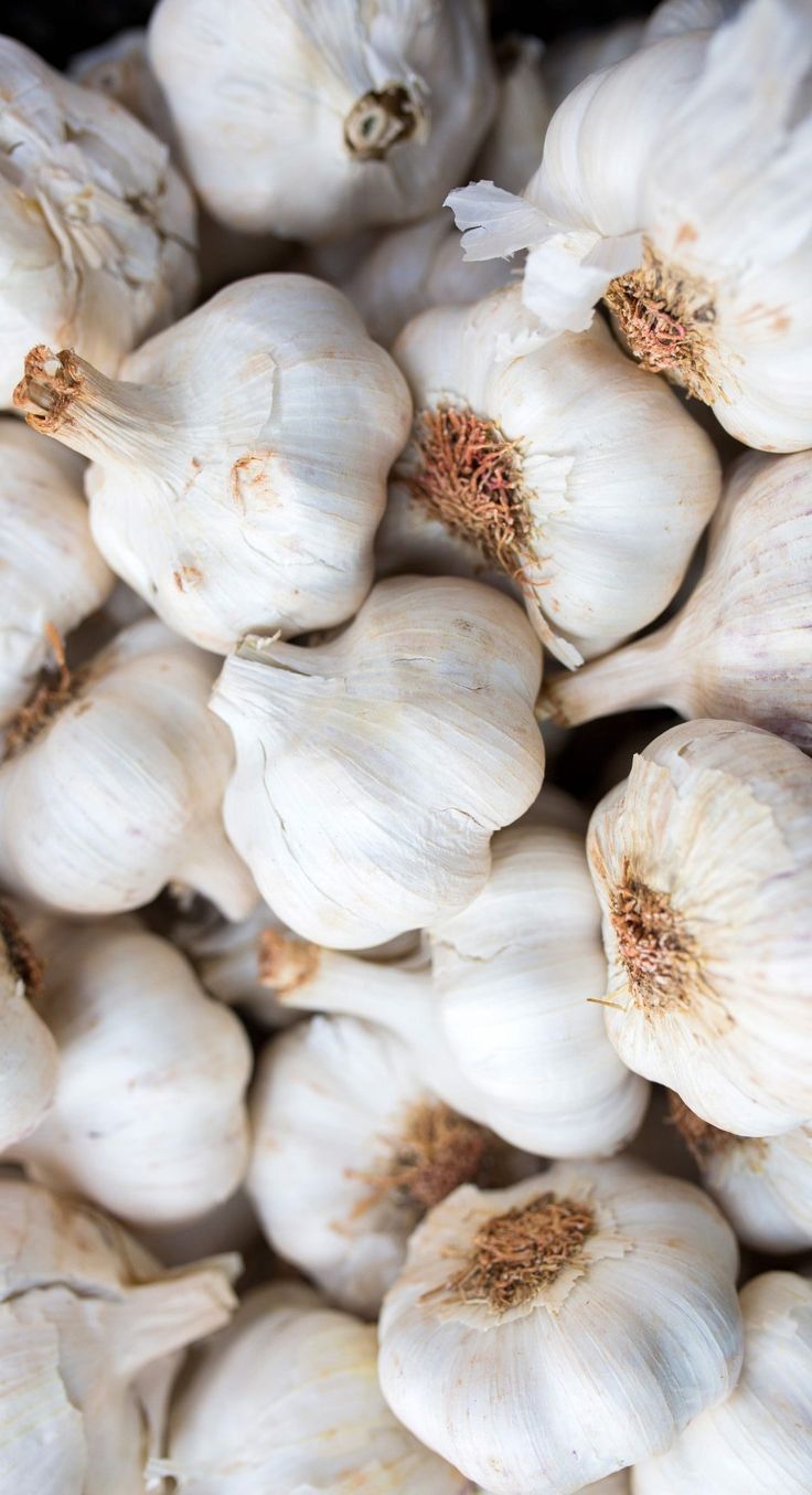 Garlic_0