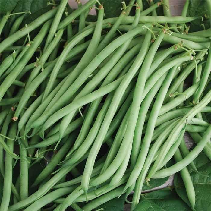 french Beans_0