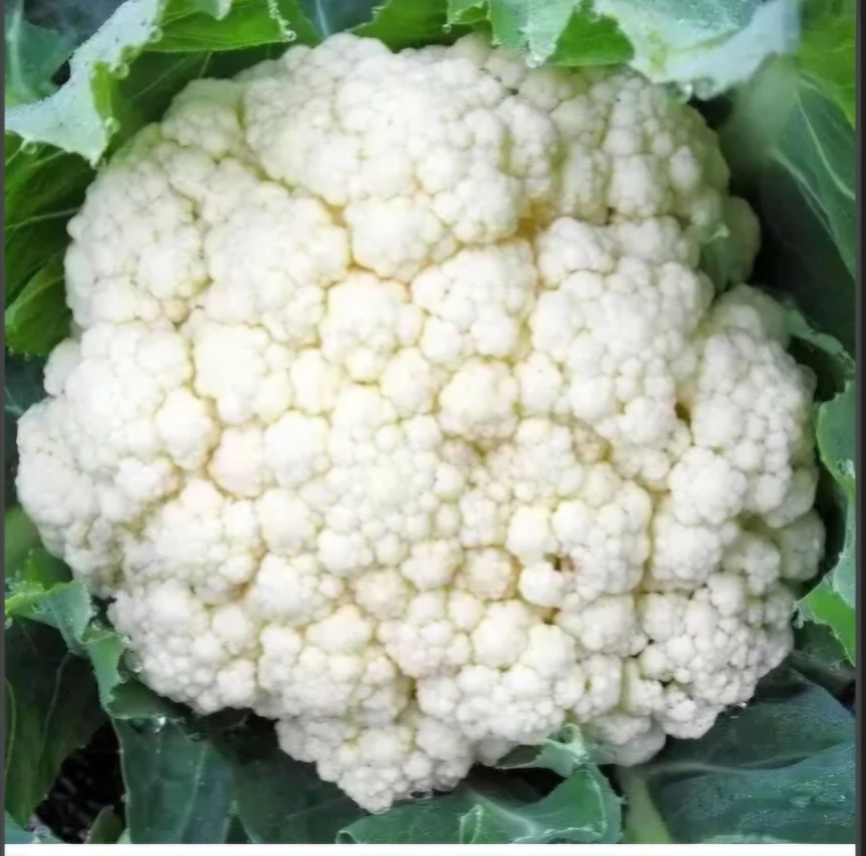 Cauliflower_0