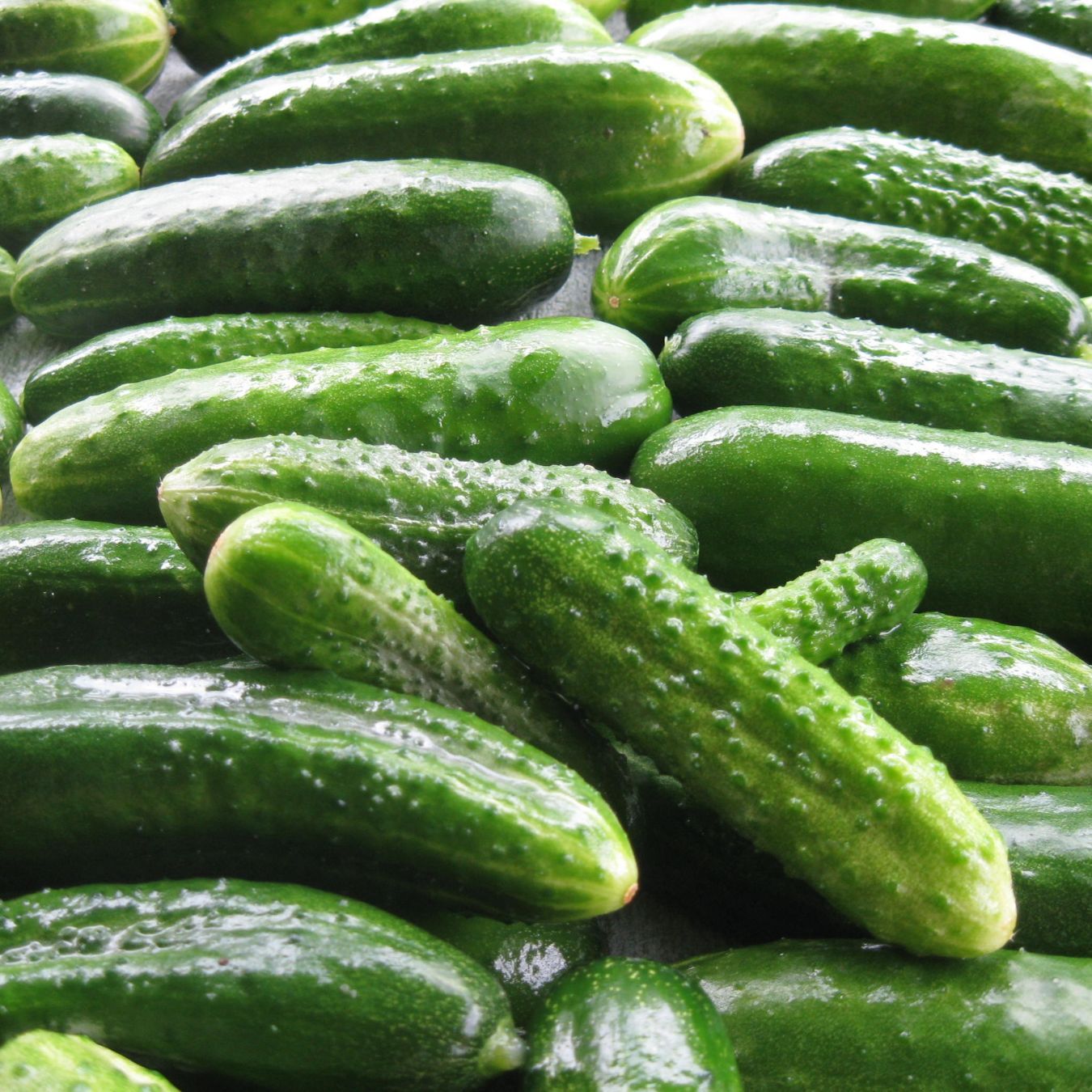 Pickled Cucumber (Tango Pori)_0