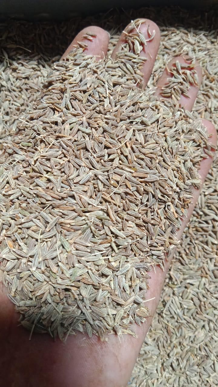 Cumin seeds _0