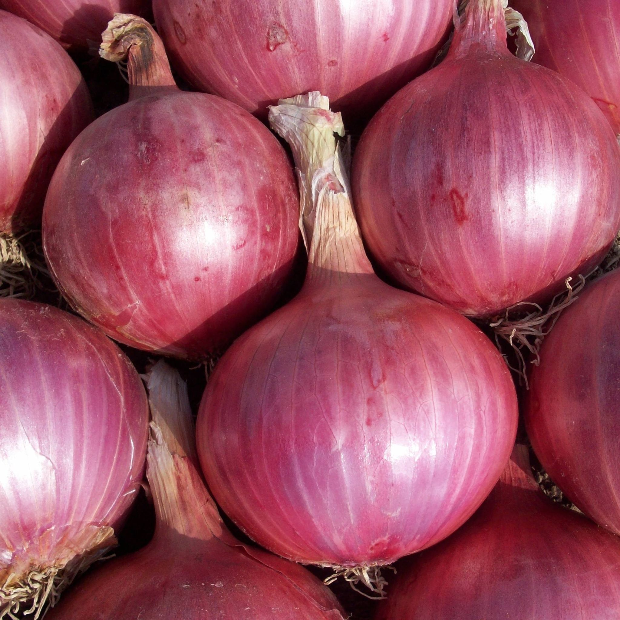 Onion 15pcs _0