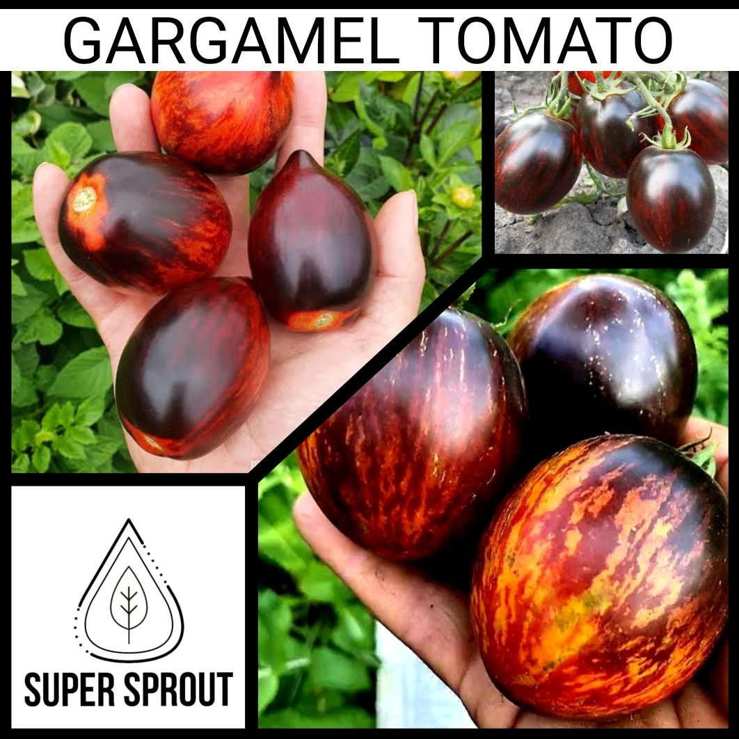 🍅GARGAMEL TOMATO🍅 x 15 organic seeds_0