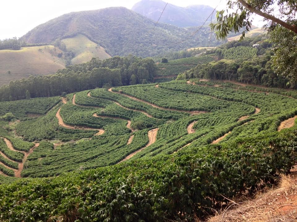 Brazil - Matas de Minas Araponga_2