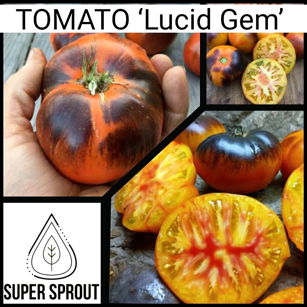 🍅LUCID GEM TOMATO🍅 x 15 organic seeds_0