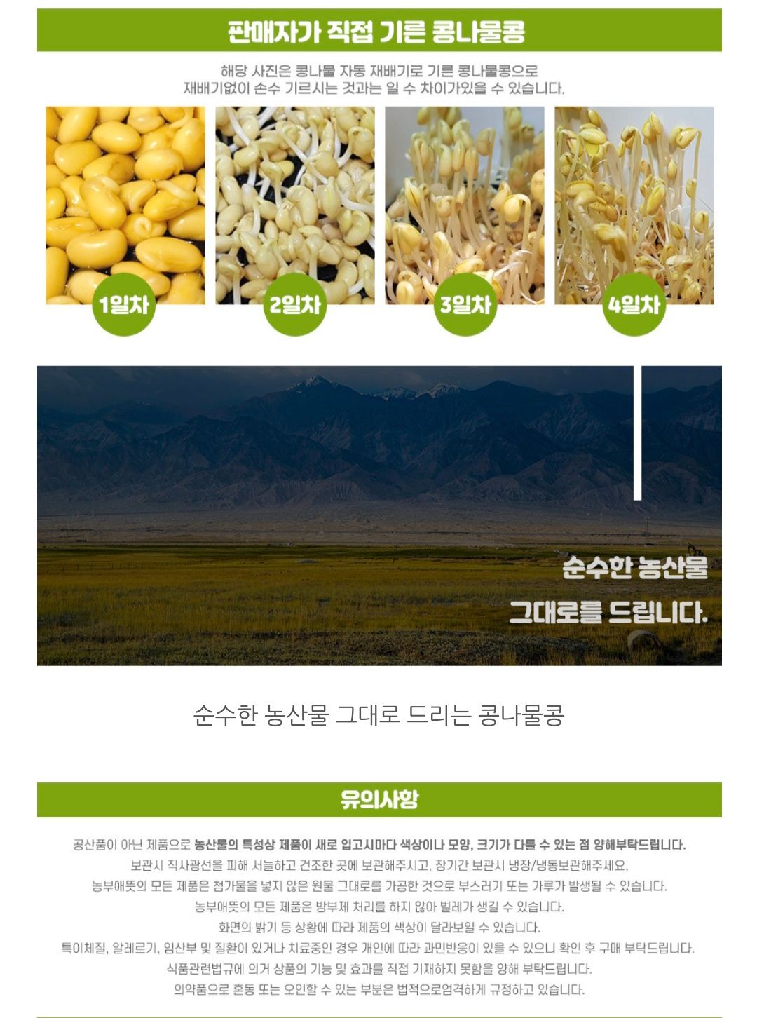 24년 햇콩나물 콩 500g_2