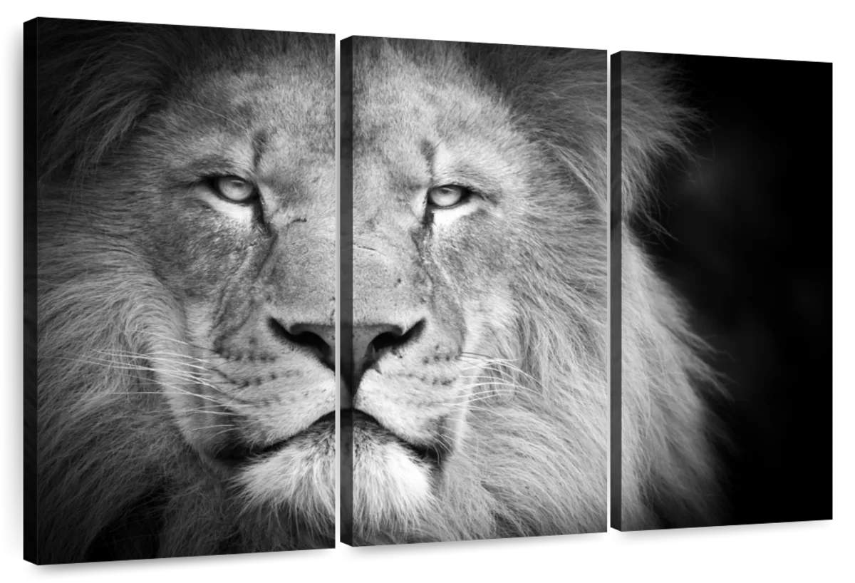 Lion Focus 3 Piece Canvas Wall Art For Living Bedroom Office Home Decor _8