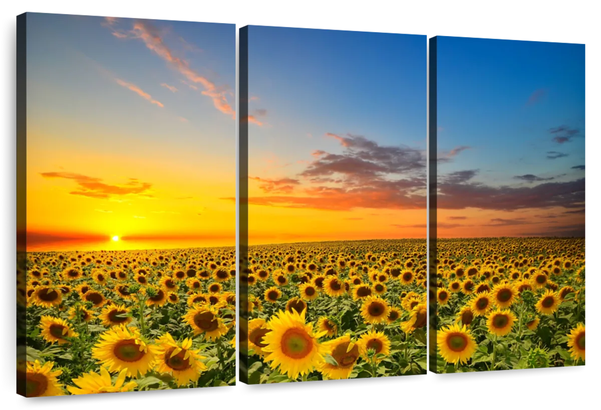  Sunflower Field 3 Piece Canvas Wall Art For Living Bedroom Office Home Decor _8