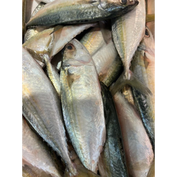  INDIAN MACKEREL -  CLEANED 750G TO 850G_0