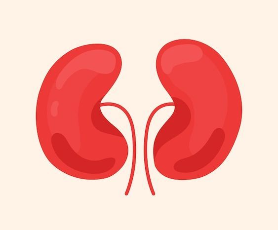 Renal Function Test _0