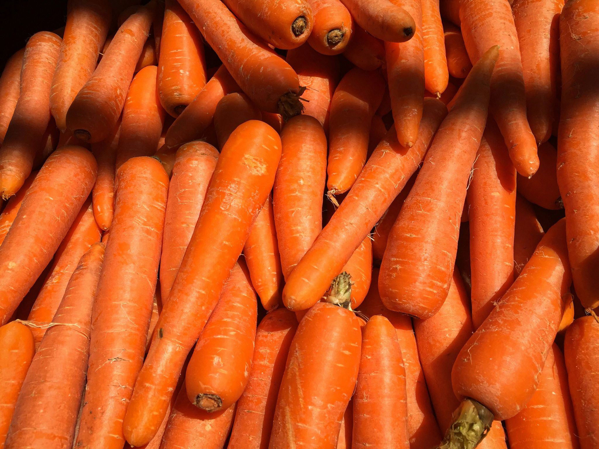 Carrot_0