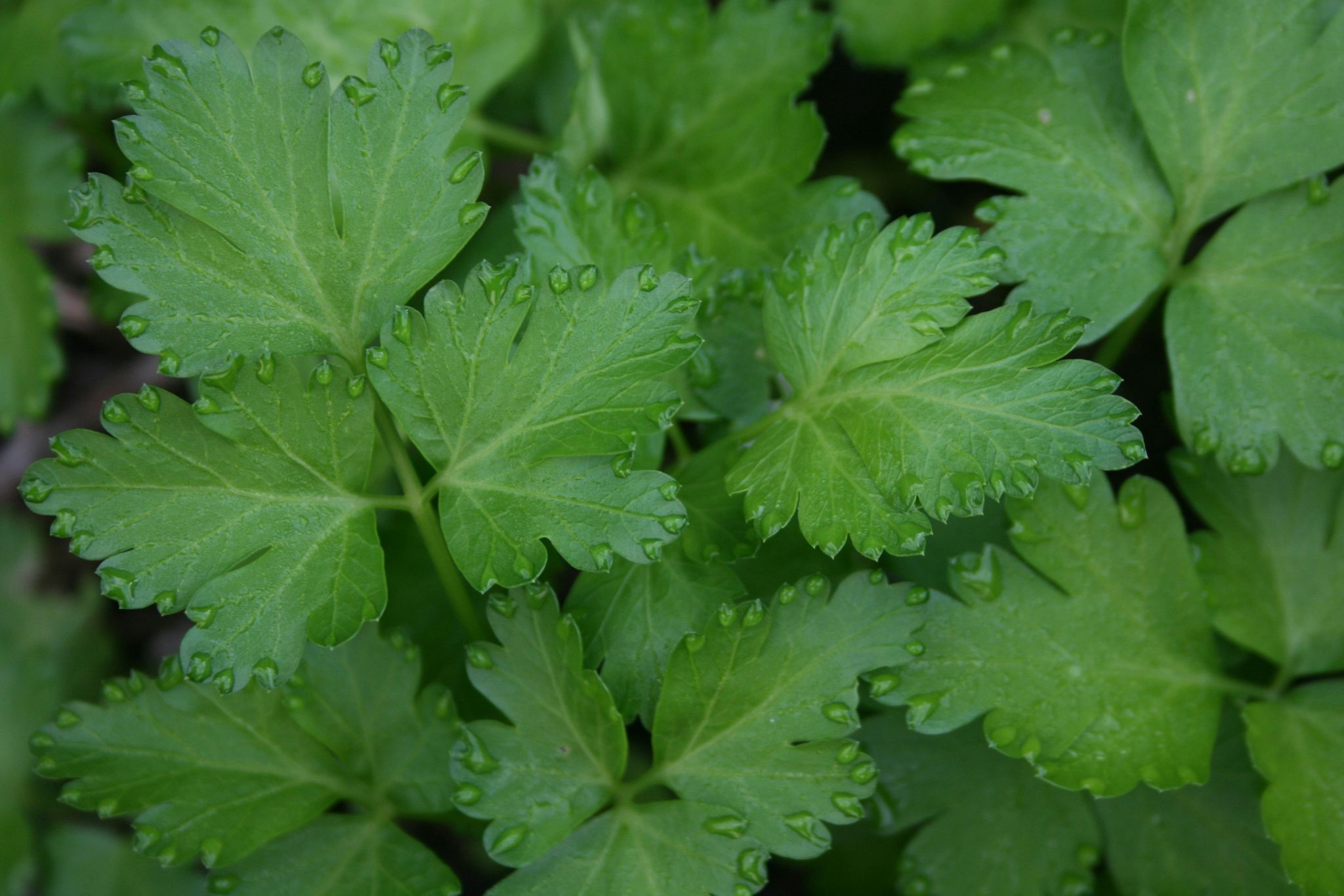 Parsley, Italian, Bulk_1