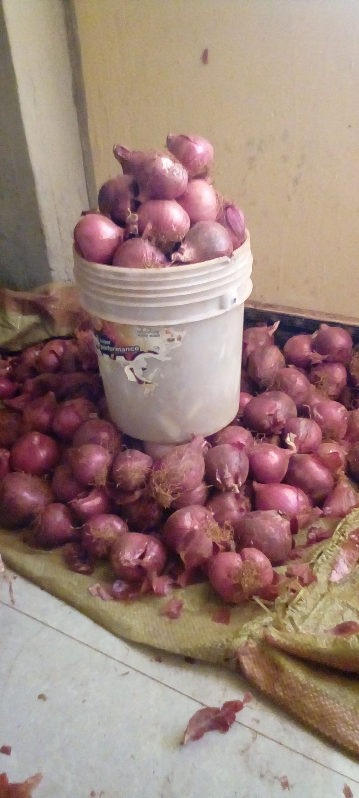 Onion_0