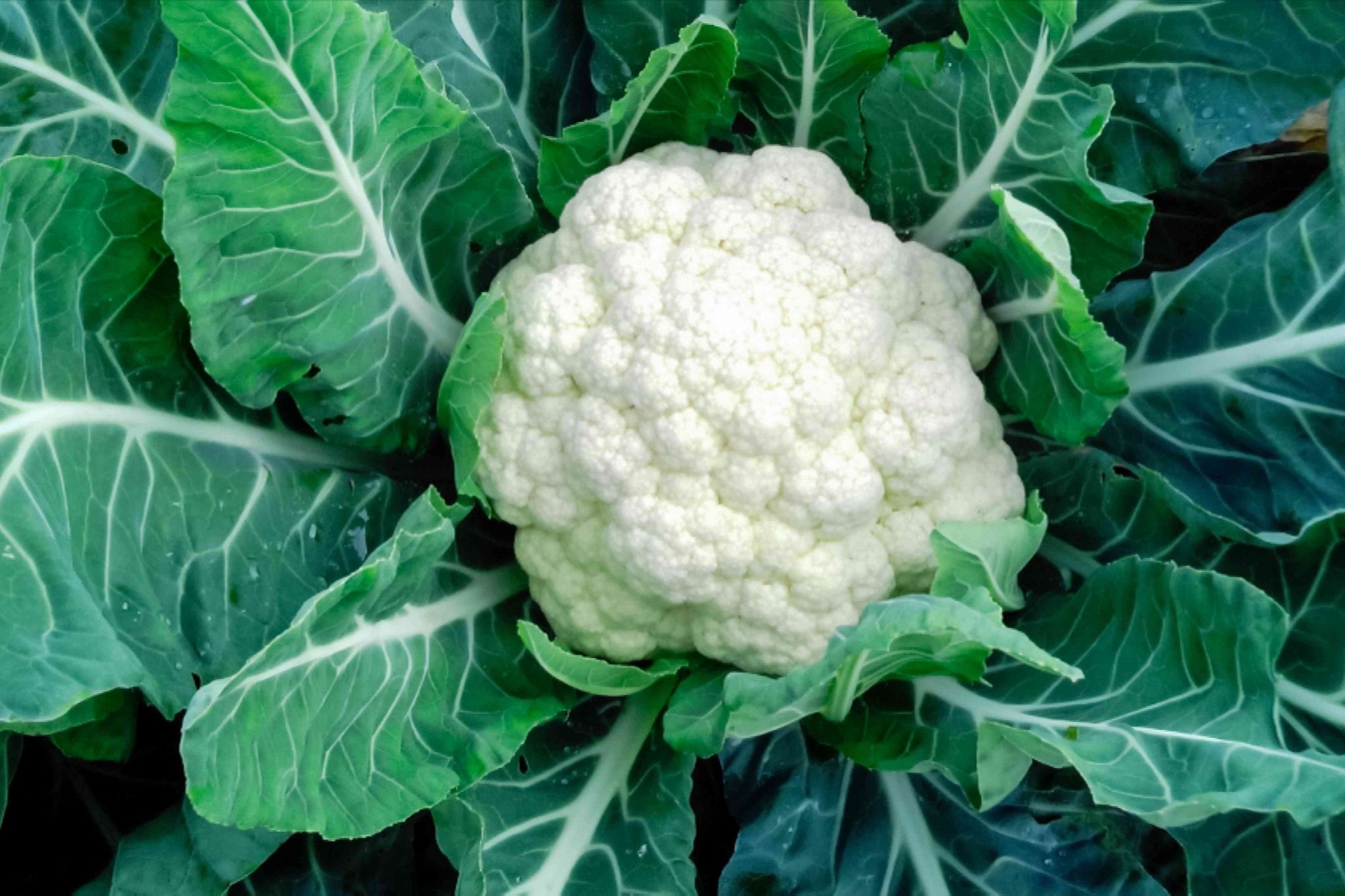 Cauliflower _0