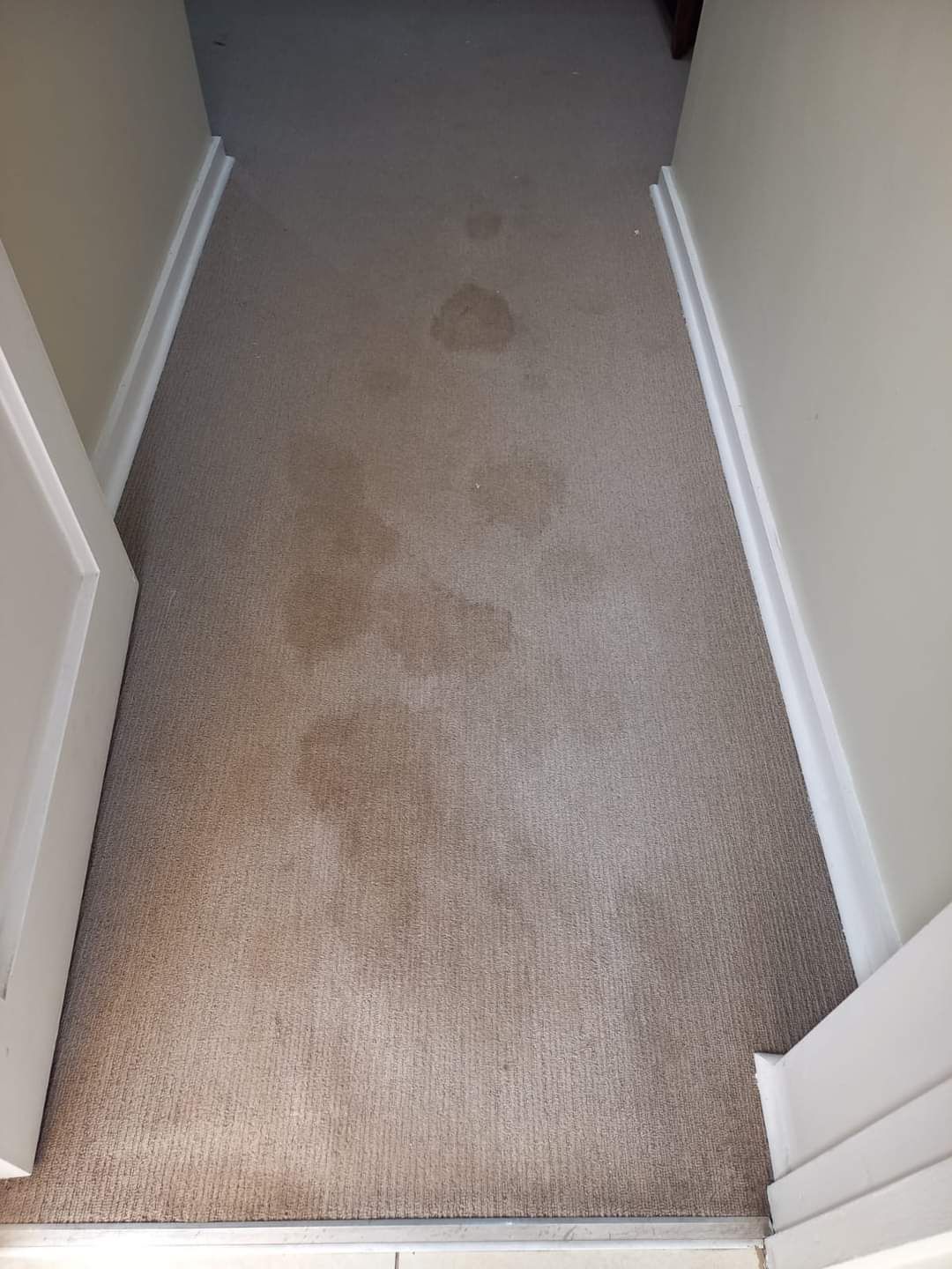 Carpets Deep Cleaning _0