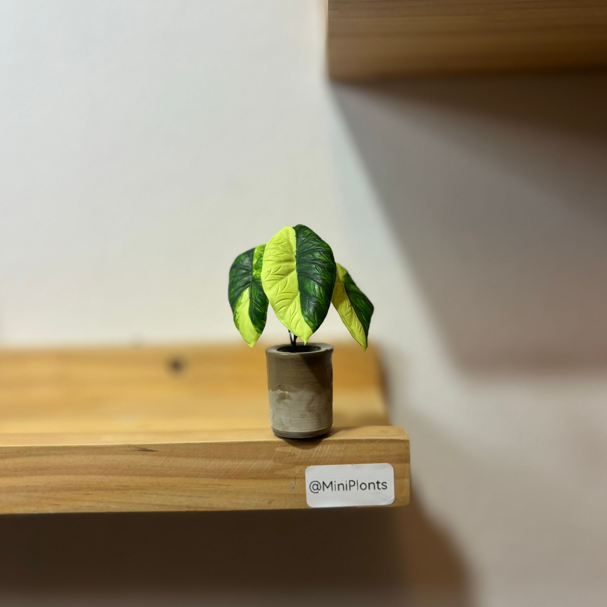 Alocasia Dragon Scale Variegated_1