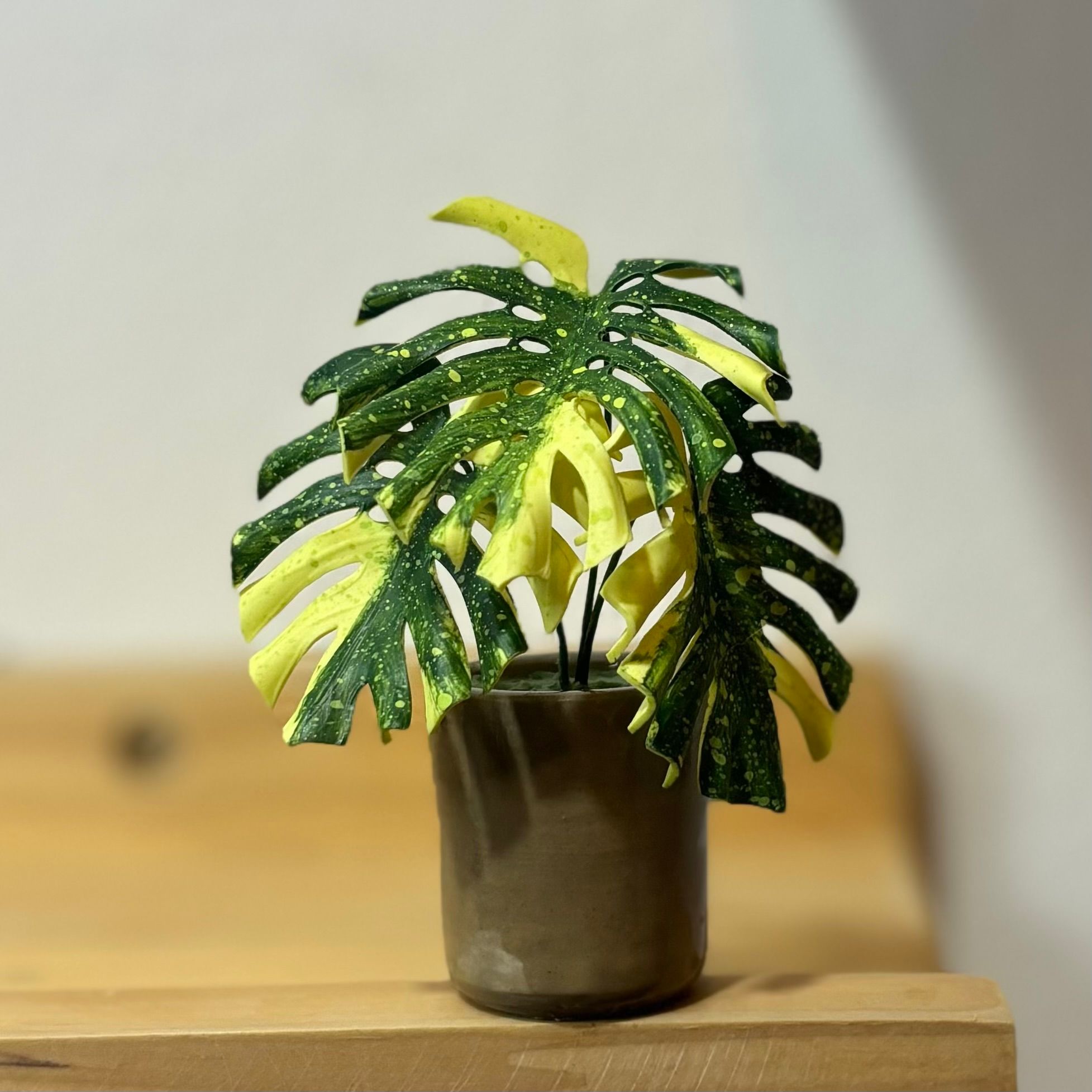 Monstera Thai Constellation_0