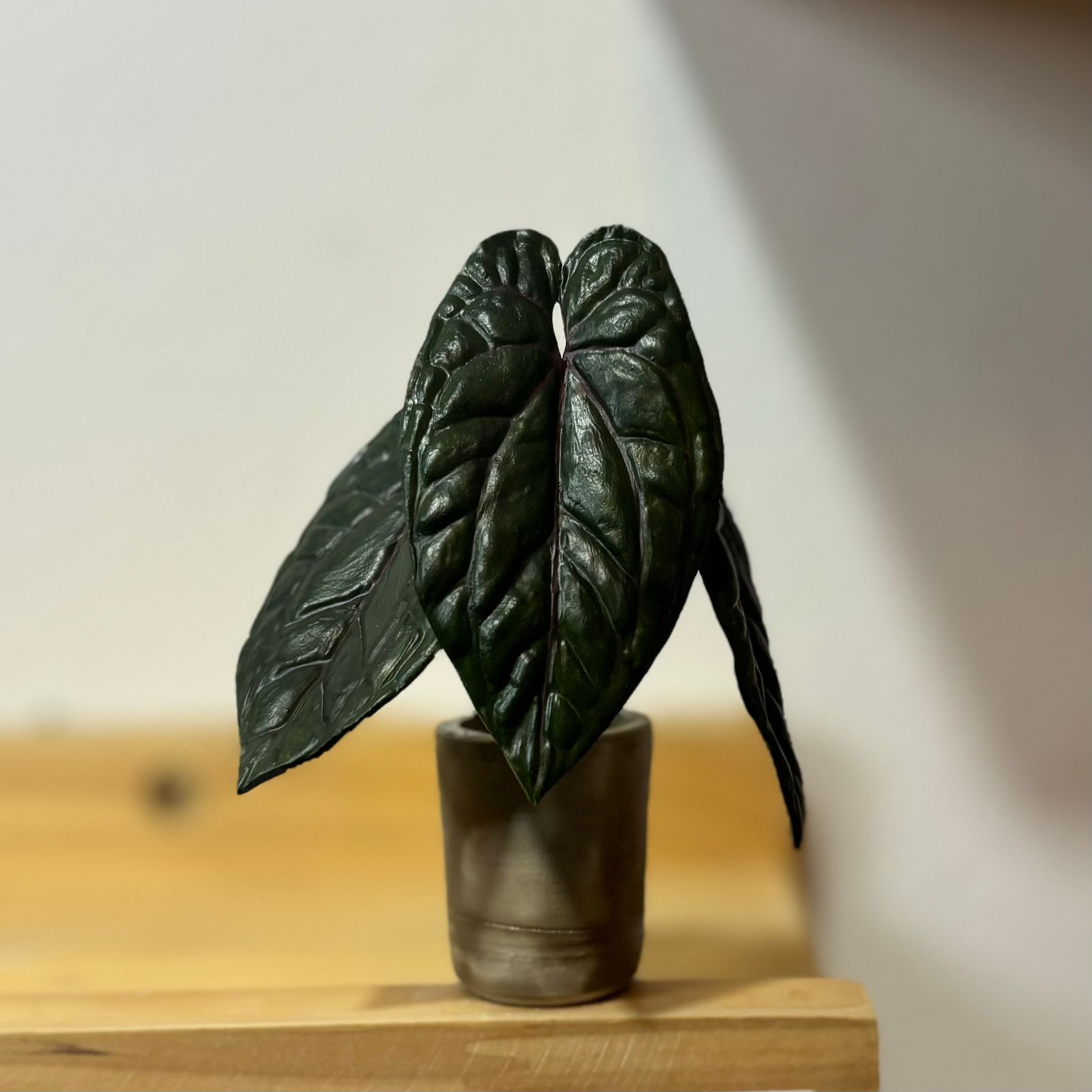 Anthurium Red Dark Phoenix_0