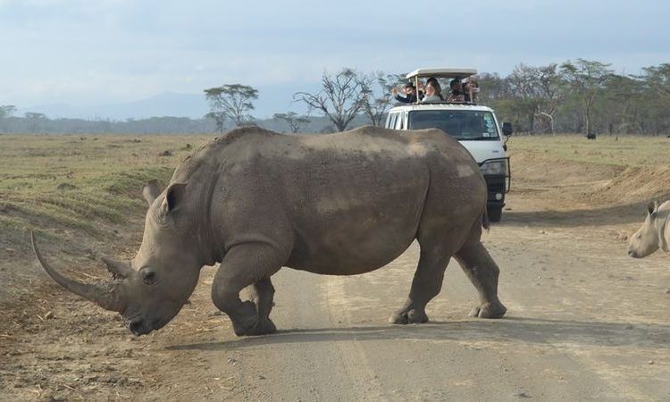 Lake Nakuru Day Trip_1