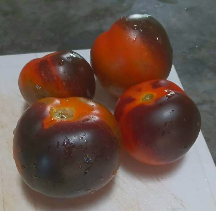 🍅LUCID GEM TOMATO🍅 x 15 organic seeds_1
