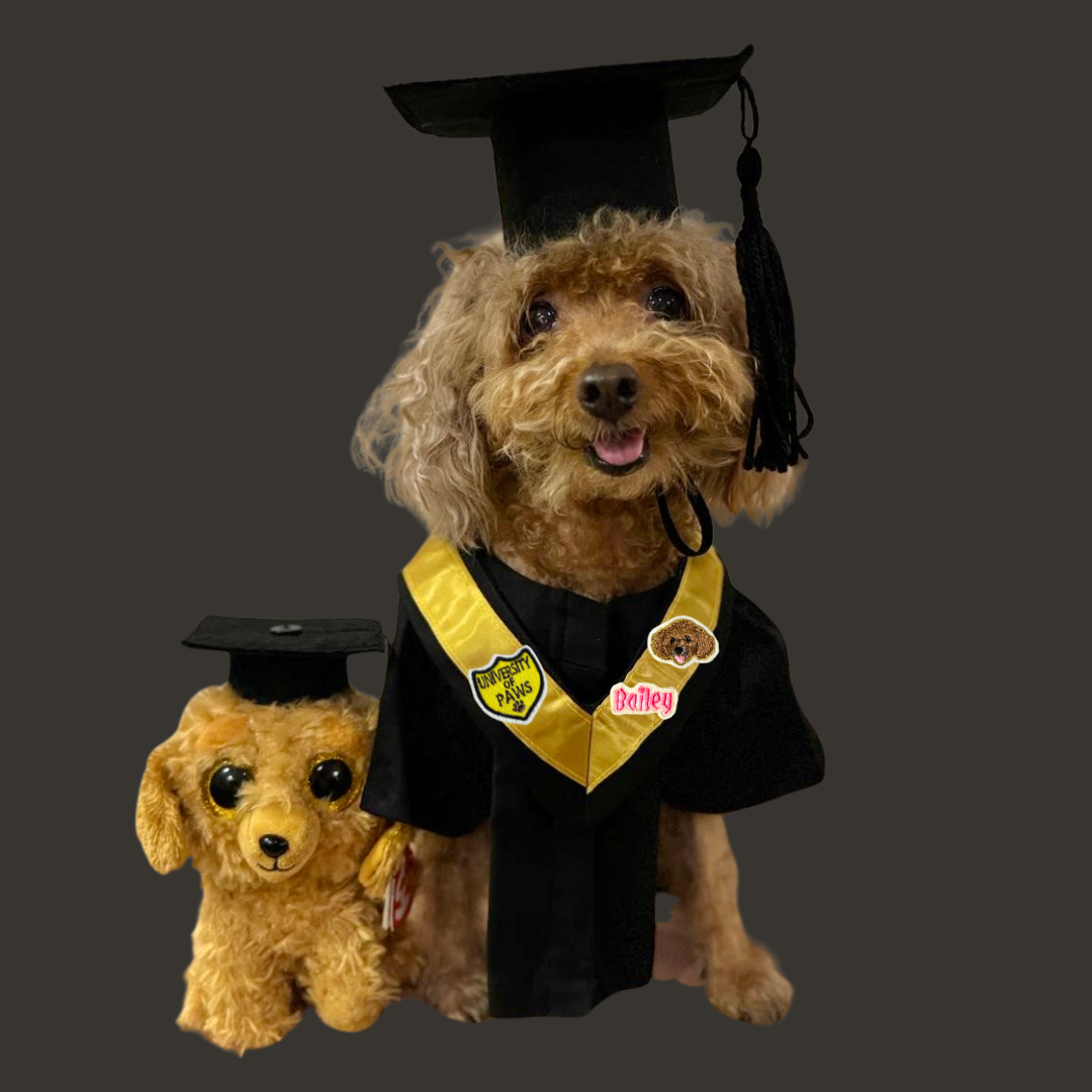 Tailor Made Pet Graduation Gown_1