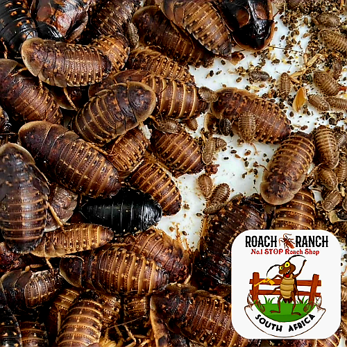 Dubia Roaches_0