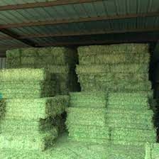 Rhodes Grass Hay (Chloris gayana)_0