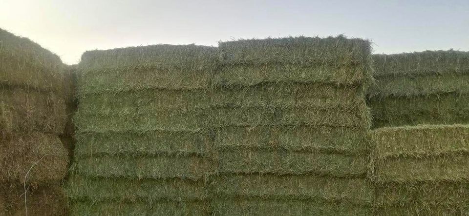 Rhodes Grass Hay (Chloris gayana)_1