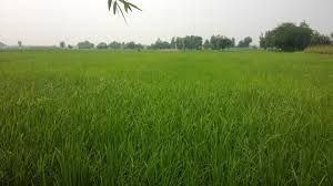 Rhodes Grass Hay (Chloris gayana)_2