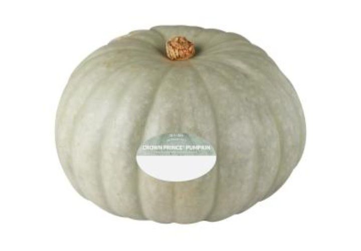 PnP Medium Blue Pumpkin 4kg_0