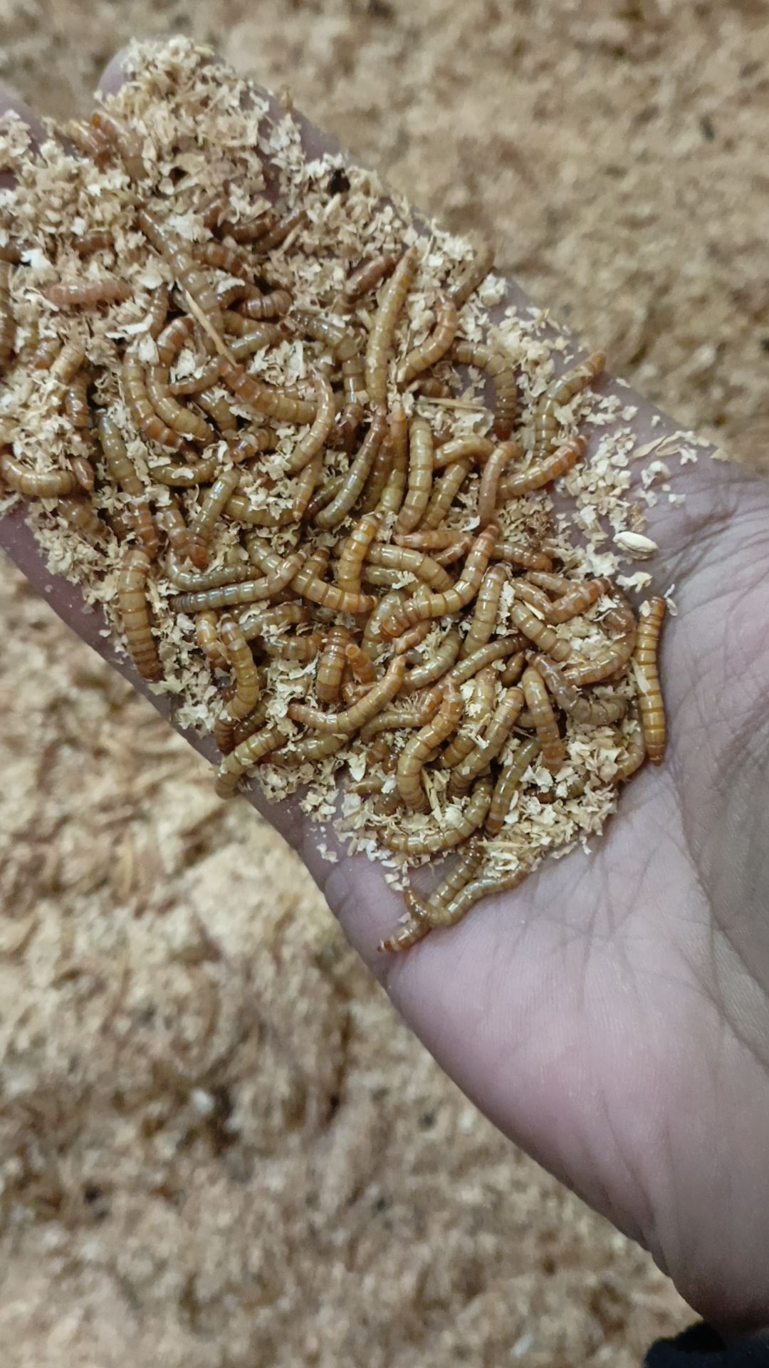 Alive Mealworms_0