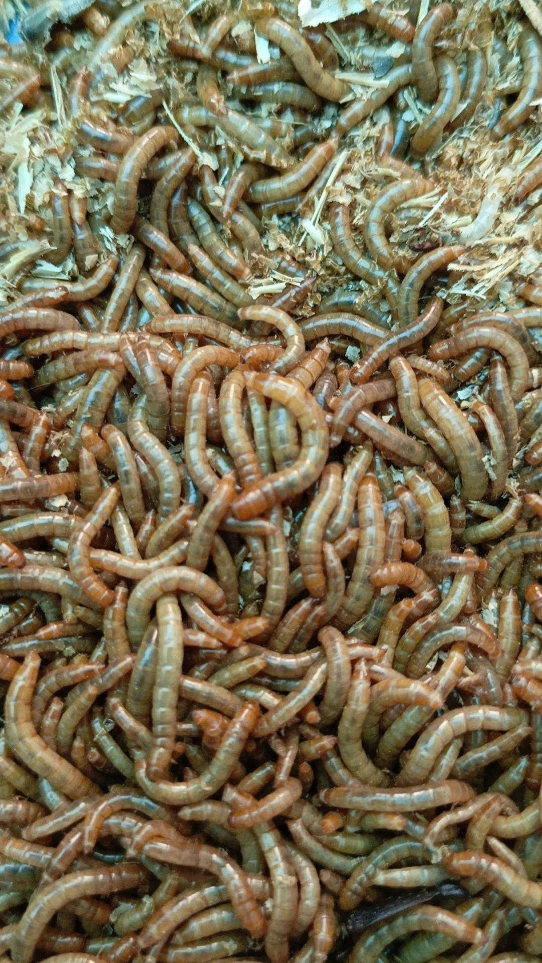 Alive Mealworms_1