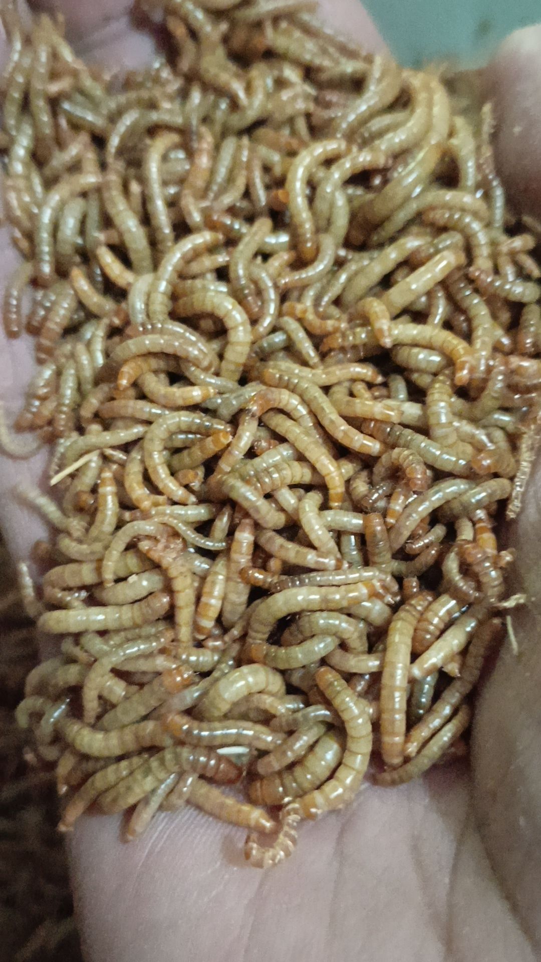 Alive Mealworms_2