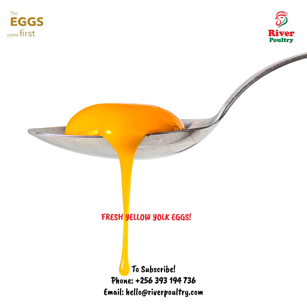 Silver - Farm-fresh yellow-yolk chicken eggs_1