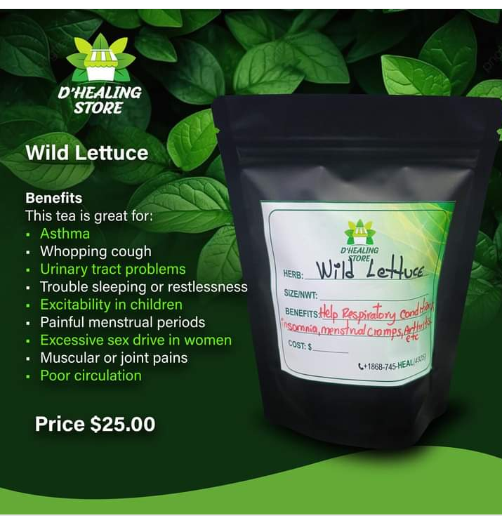 Wild lettuce tea_0