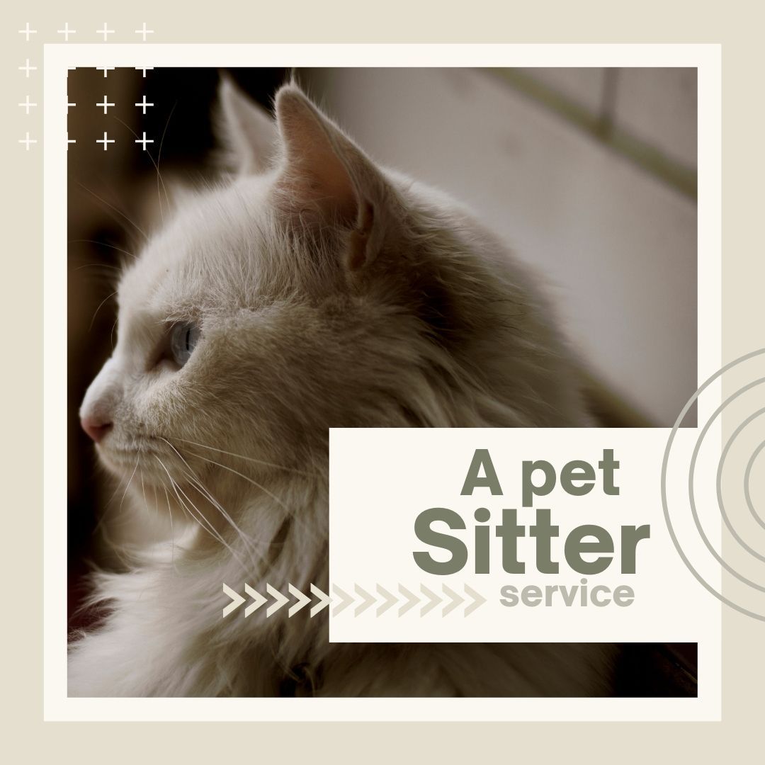 PETS Part III: Square 1080x1080 (70 pages)_3