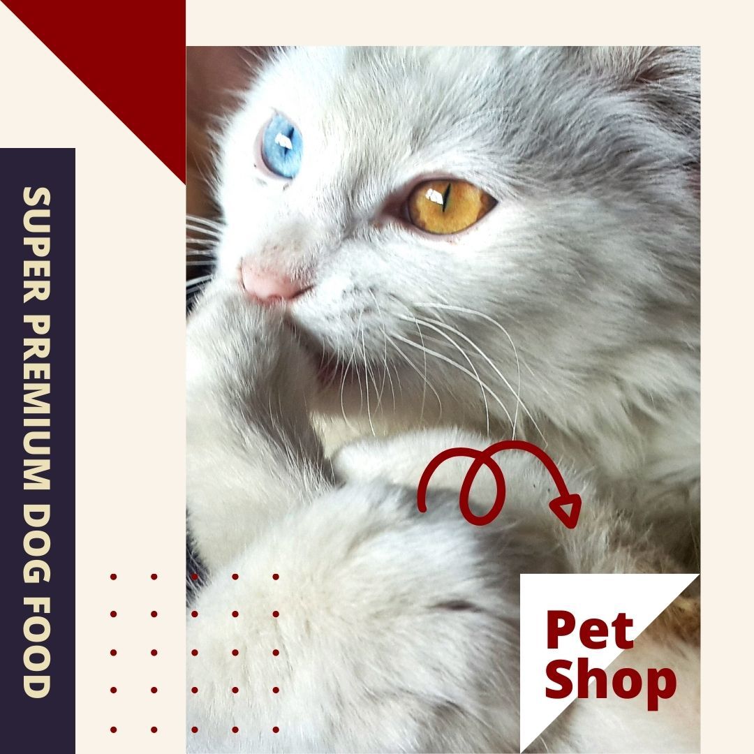 PETS Part IV: Square 1080x1080 (70 pages)_4