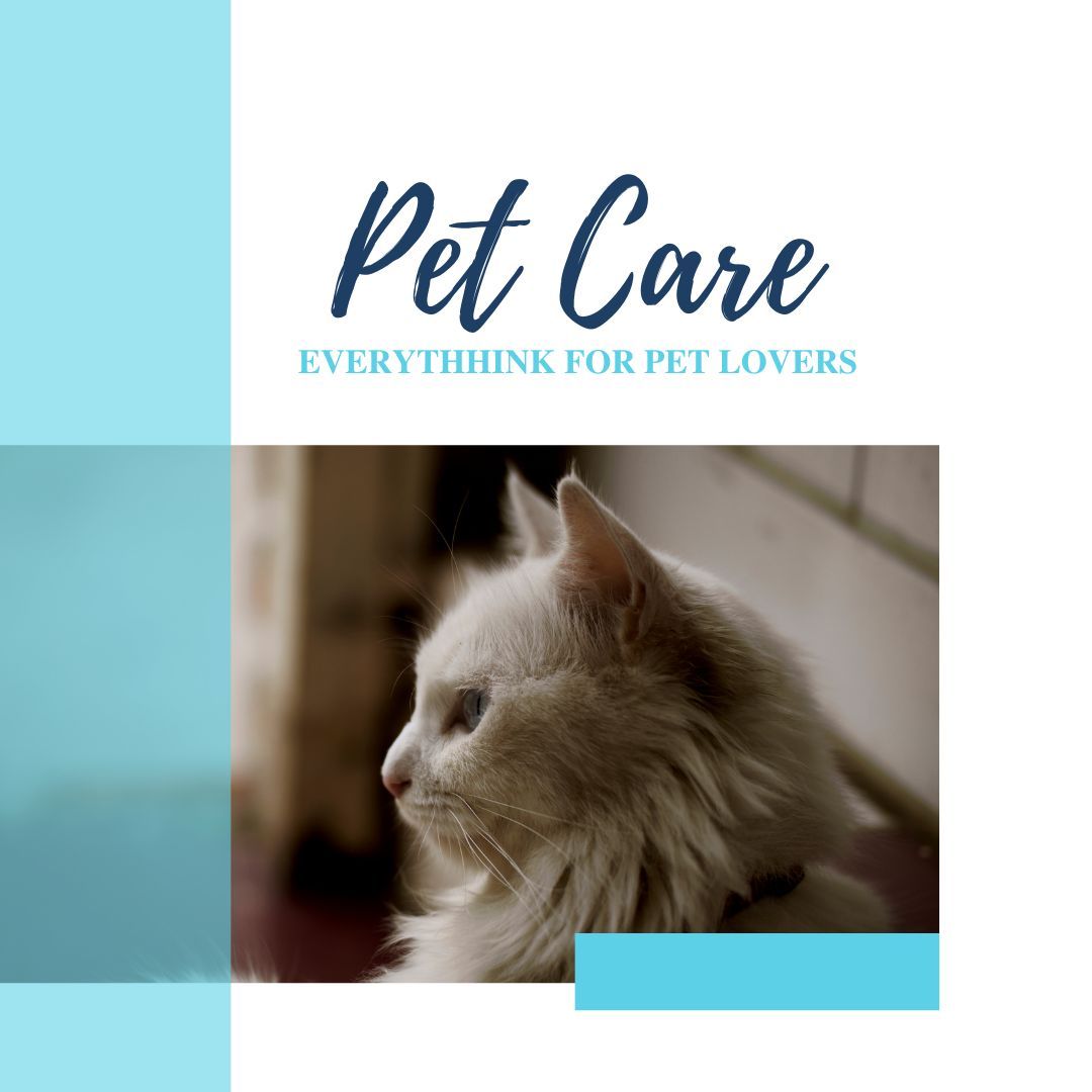 PETS Part V: Square 1080x1080 (70 pages)_6