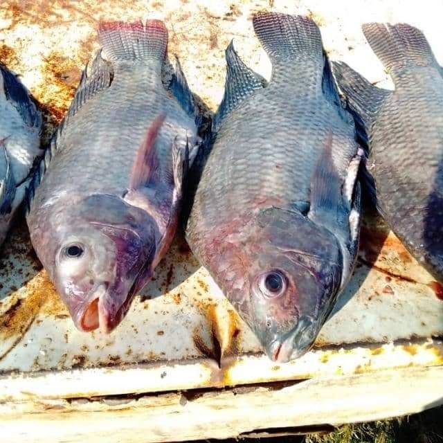 KARIBA FRESH BIG BREAMS_1