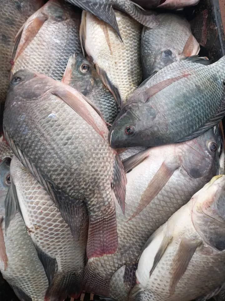 KARIBA FRESH BIG BREAMS_2