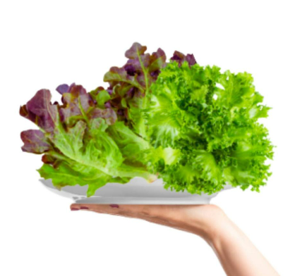 Meod Salad Bundle B ( Red Oak & Crystal Lettuce ) 200g -沙拉生菜_0