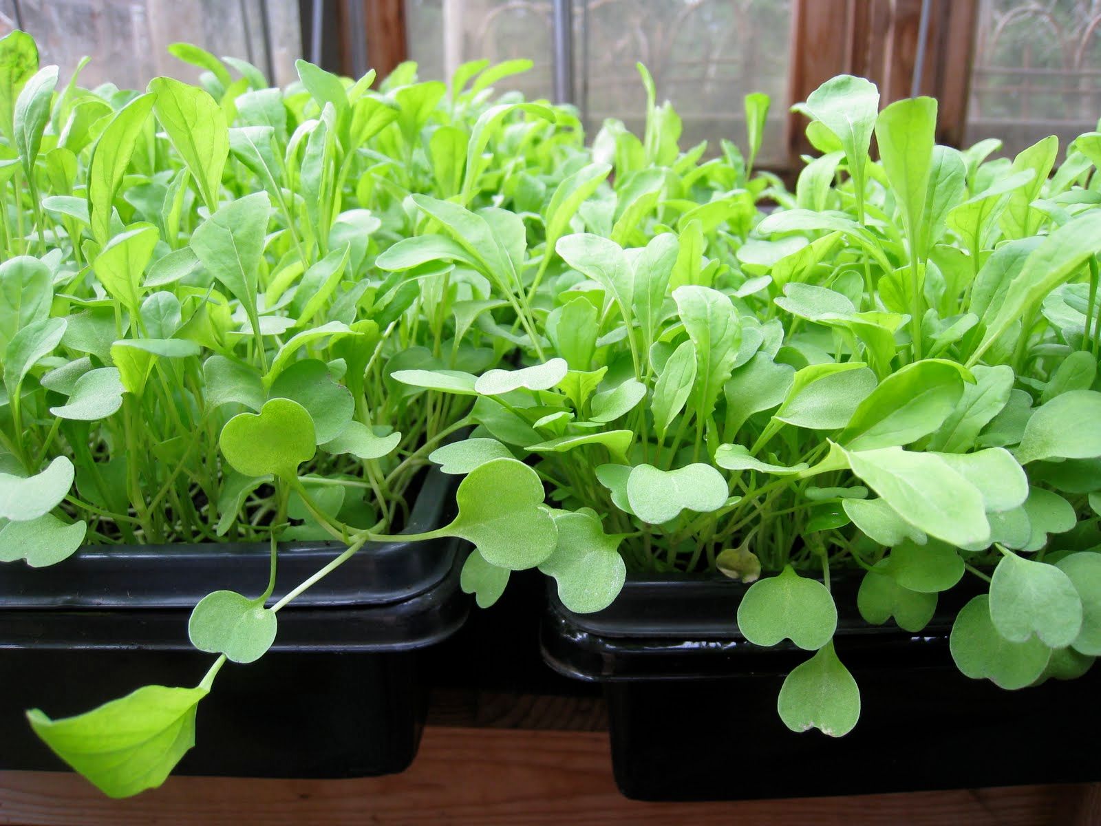 Arugula MicroGreens_1