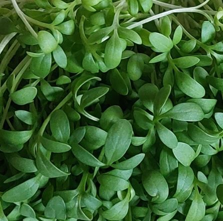 Cress MicroGreens_1