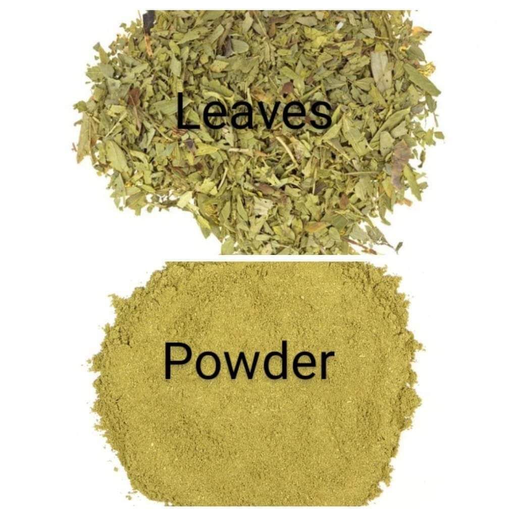 Senna leaves _1