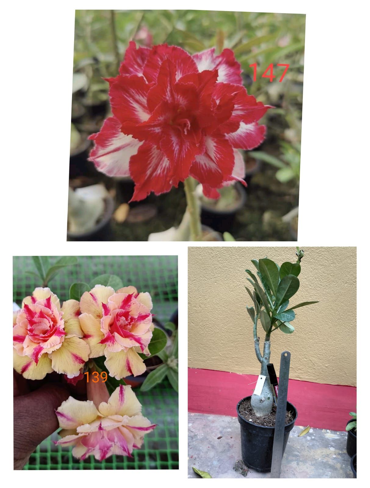 Adenium plant_2