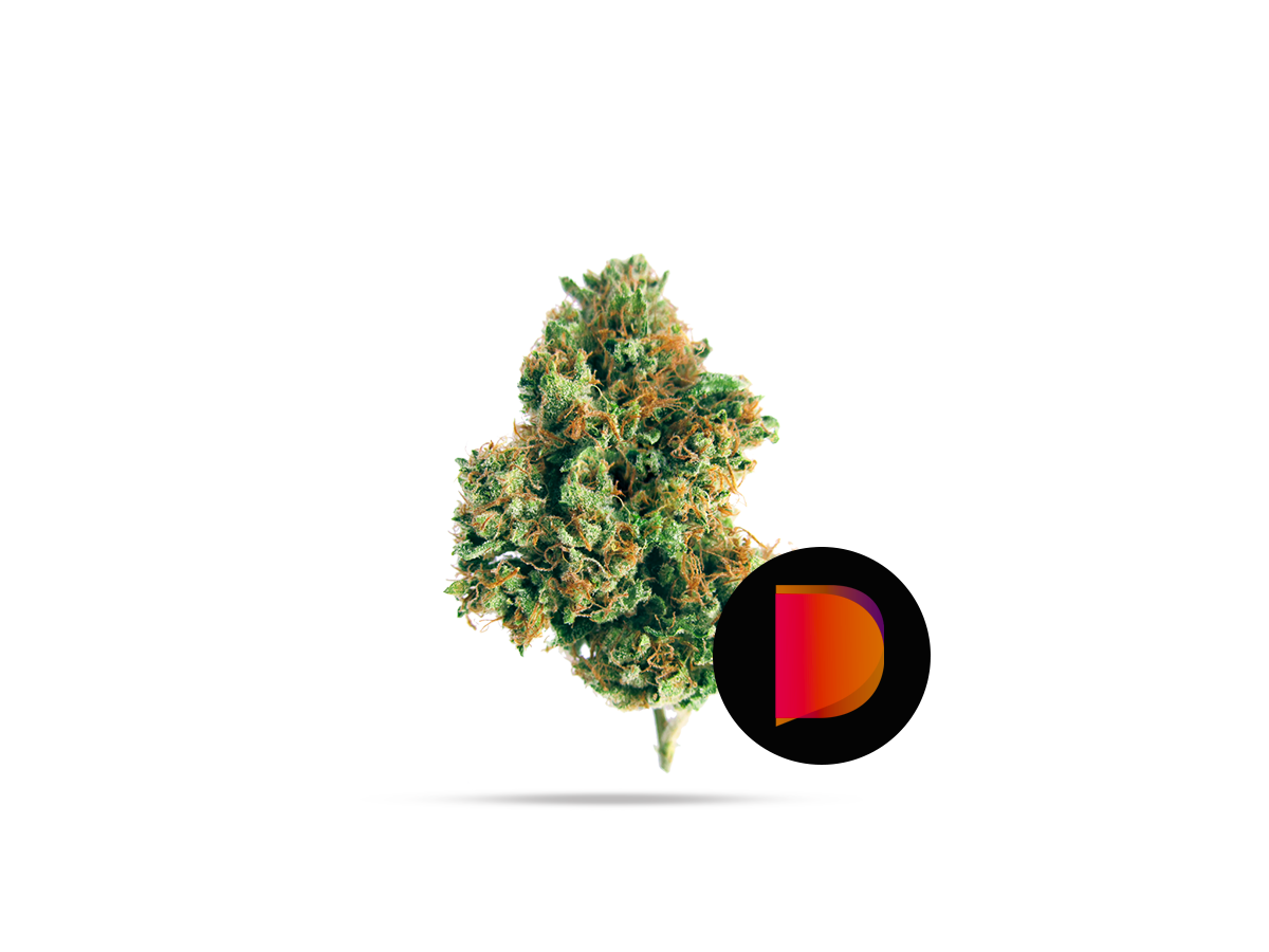 WD Indica (15 Products)_0