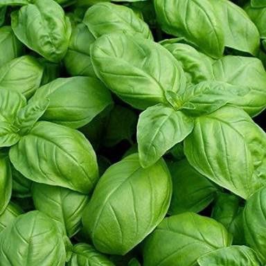 Italian Sweet Basil_0