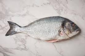 Sea Bream_0